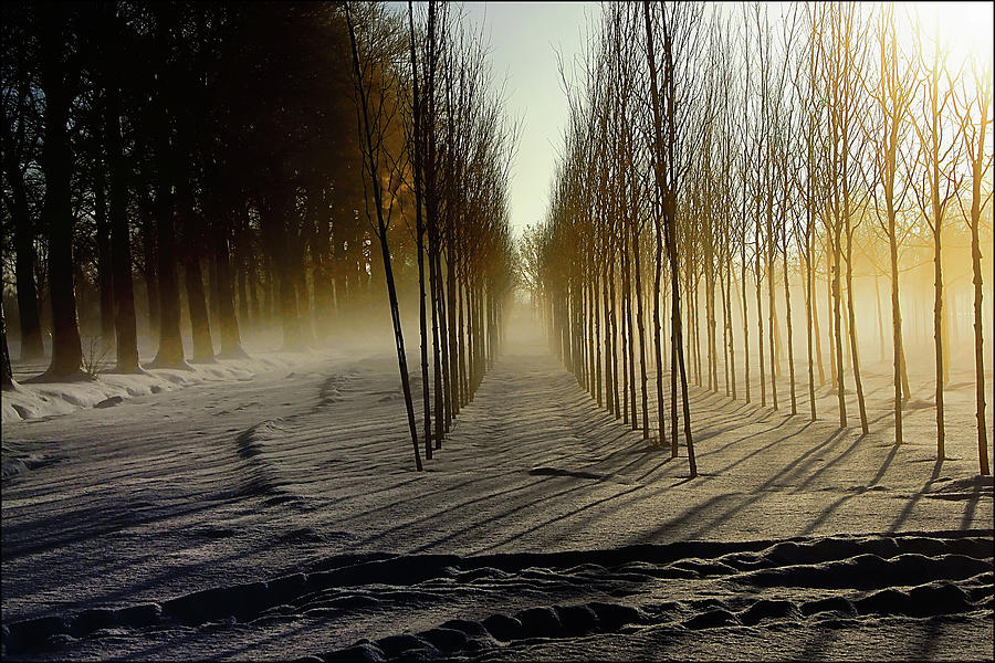 Nature Photograph - Mist On The Treefarm by Maarten Van De Voort Images & Photographs