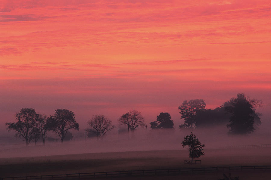 Mist Rising In Field, Dawn, Summer Photograph by Tony Sweet