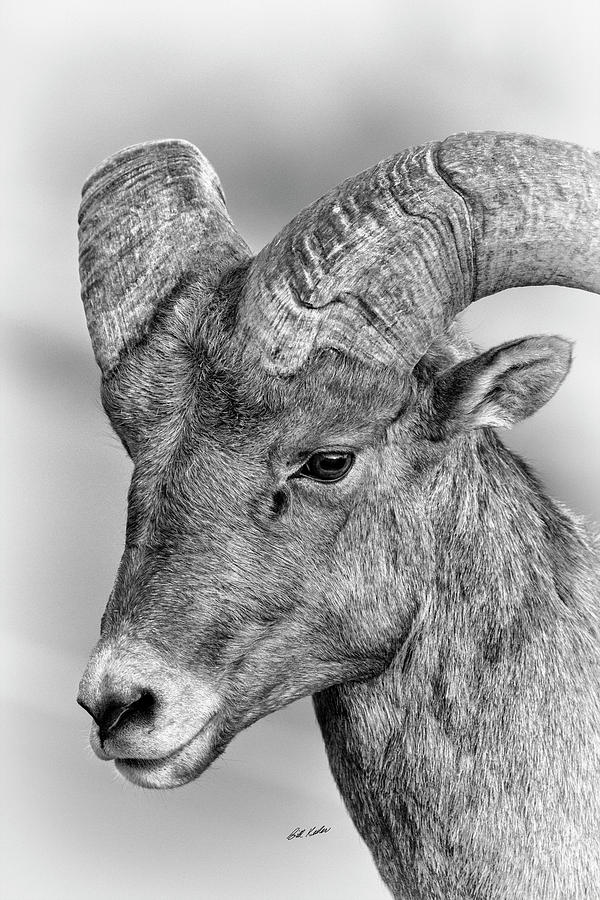 Mister Bighorn Portrait - Black-and-White Photograph by Bill Kesler
