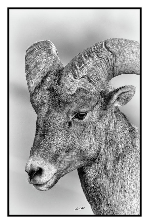 Mister Bighorn Portrait - Black-and-White - Border Edition Photograph by Bill Kesler