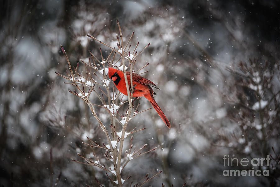 Mister Cardinal Photograph by Judy Wolinsky