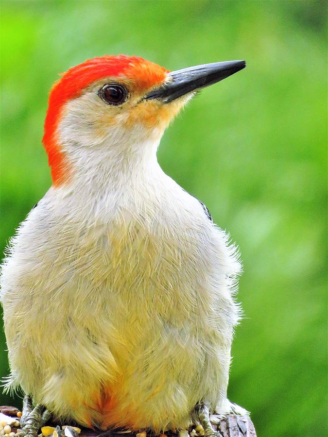 Mister Red Bellied Woodpecker Photograph by Lori Frisch