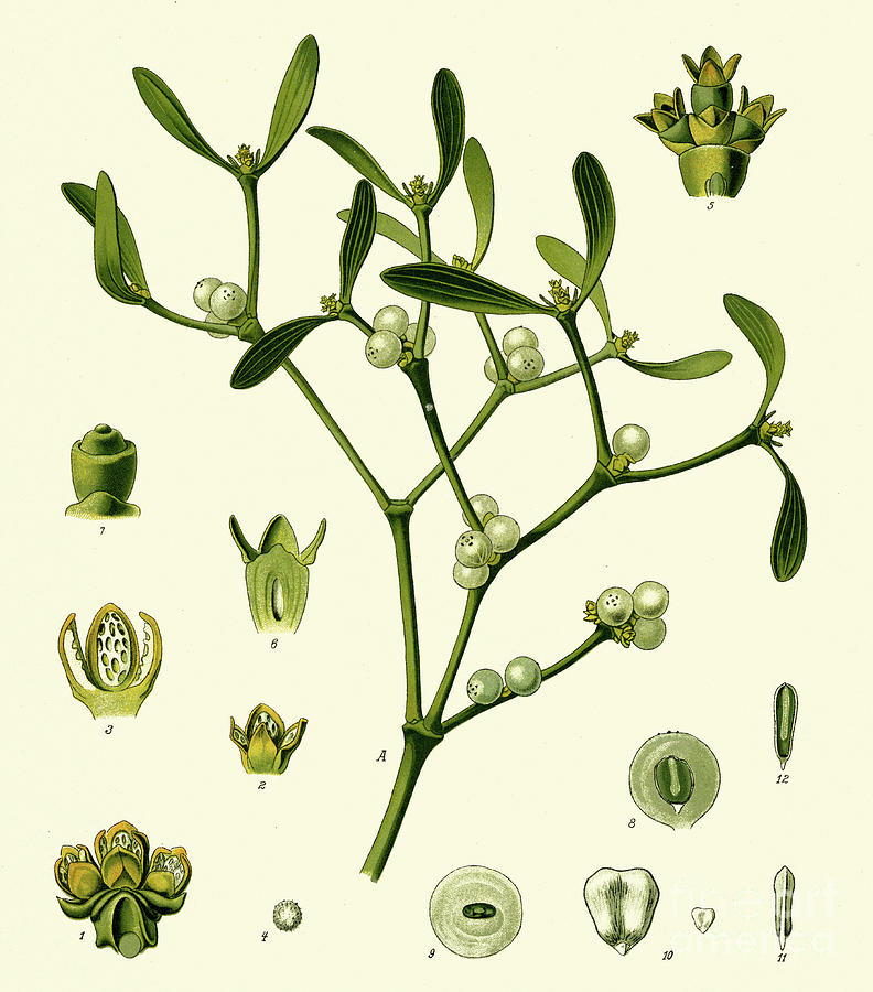 Mistletoe, Vintage Botanical print Painting by European School