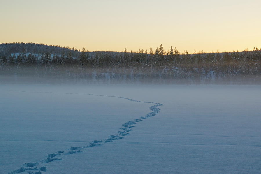 Mists are rising above animal tracks leading over a frozen lake Photograph by Intensivelight
