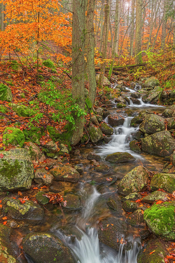 Misty Autumn Bliss Photograph by Angelo Marcialis - Fine Art America