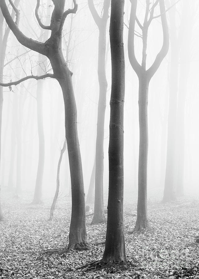 Misty Beech Wood Photograph by Richard Burdon