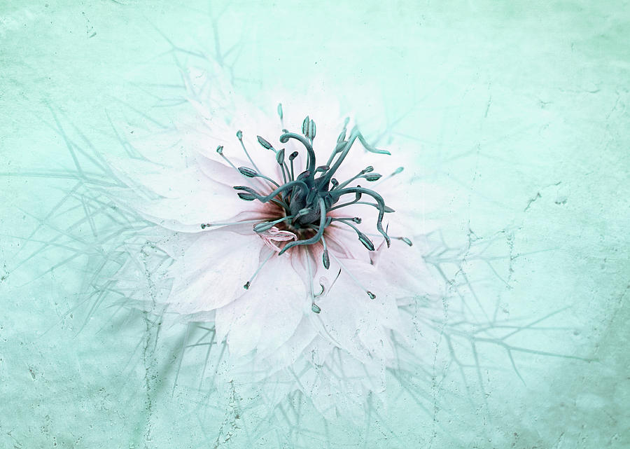 Flower Photograph - Misty Blue by Jacky Parker