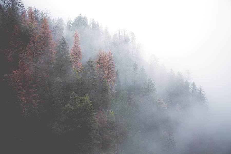 Misty Forest Photograph