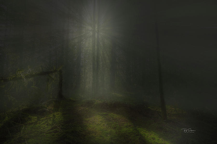 Misty Forest Photograph by Bill Posner