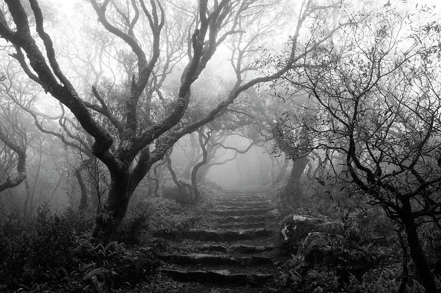 Misty Forest Photograph By Hugo Ferreira