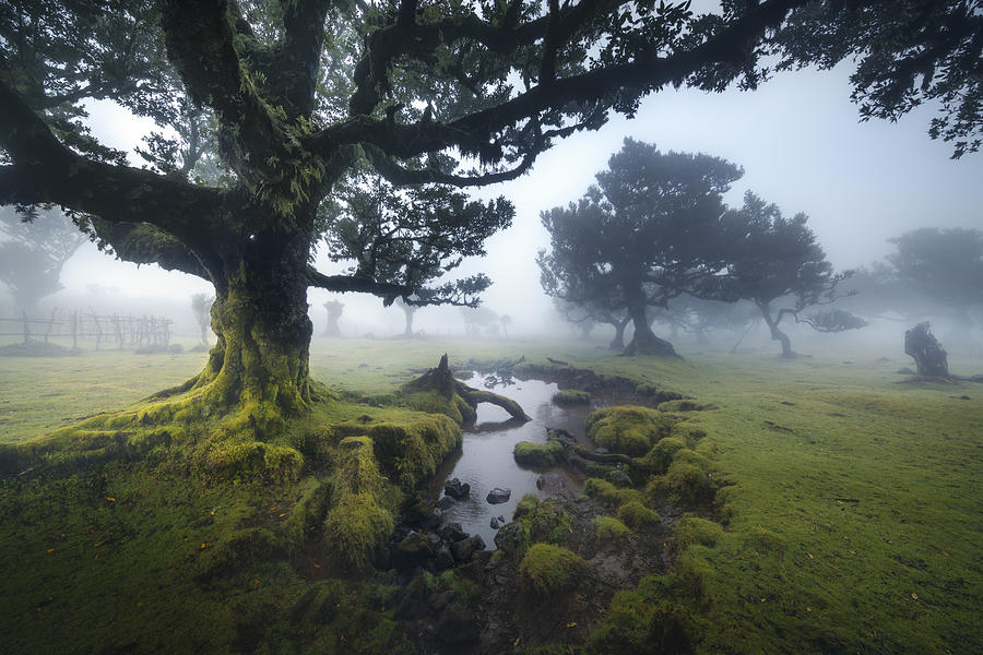 Misty Forest Photograph by Karol Nienartowicz