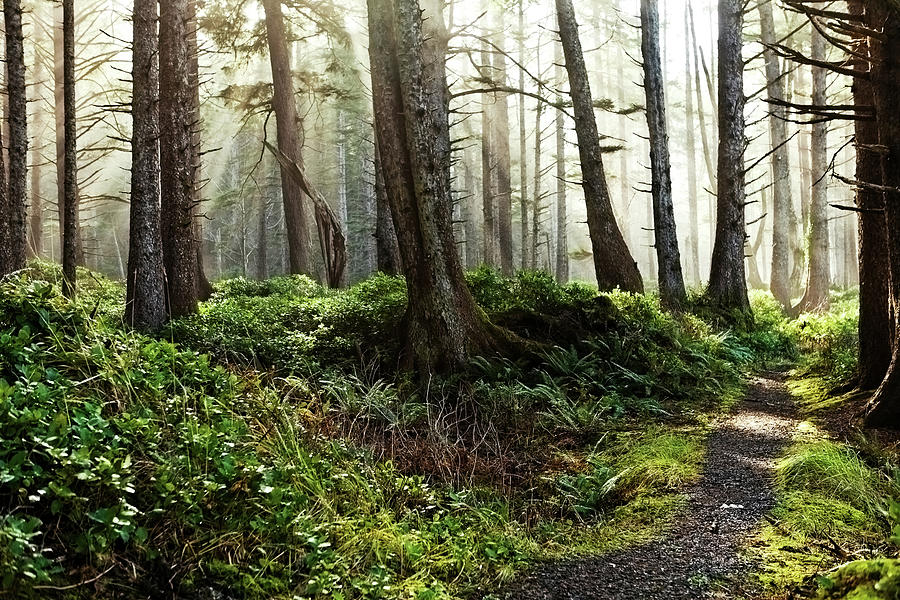 Misty Forest Landscape Photograph by Andipantz Misty Forest Landscape Photograph by Andipantz