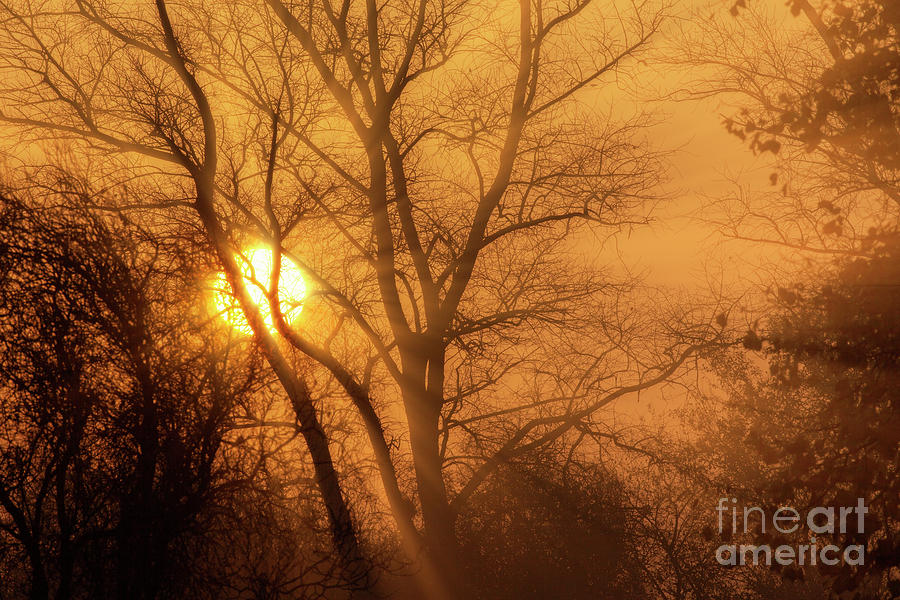 Misty golden sunrise through winter trees Photograph by Simon Bratt