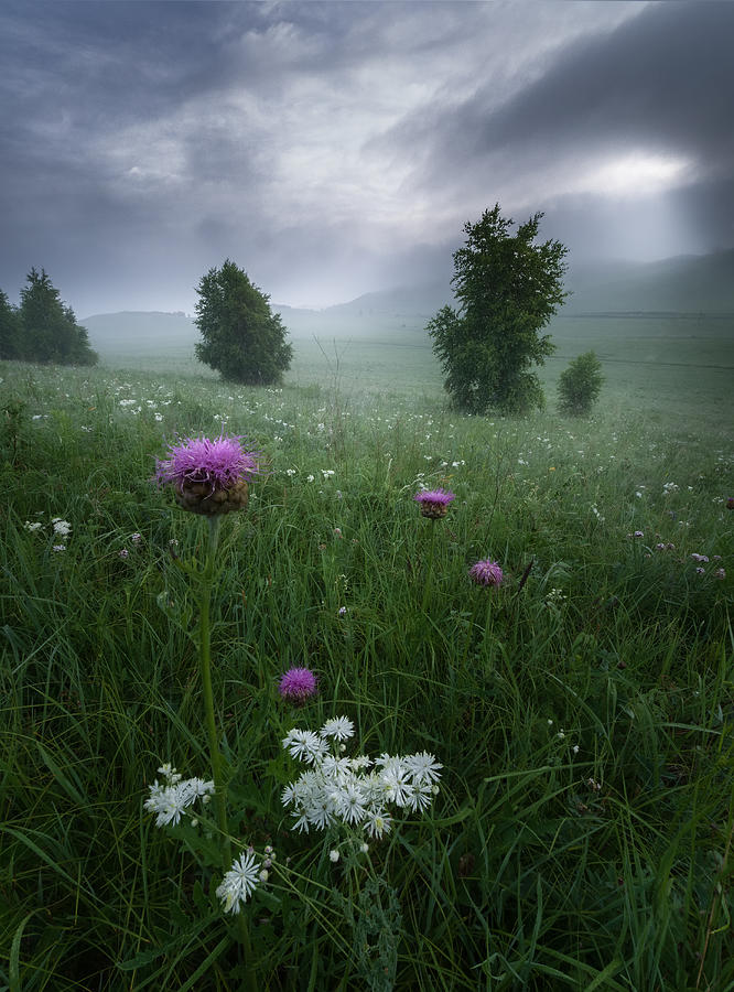 Misty Grassland Photograph by Minghao Hou