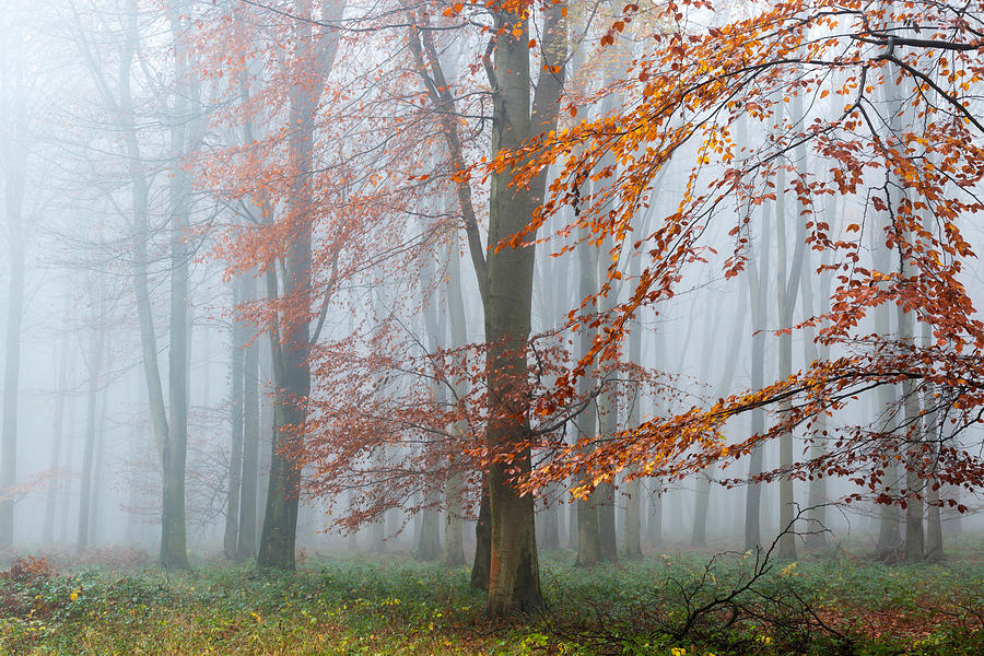Tree Photograph - Misty Kings Wood During The Afternoon by Kentish Dweller