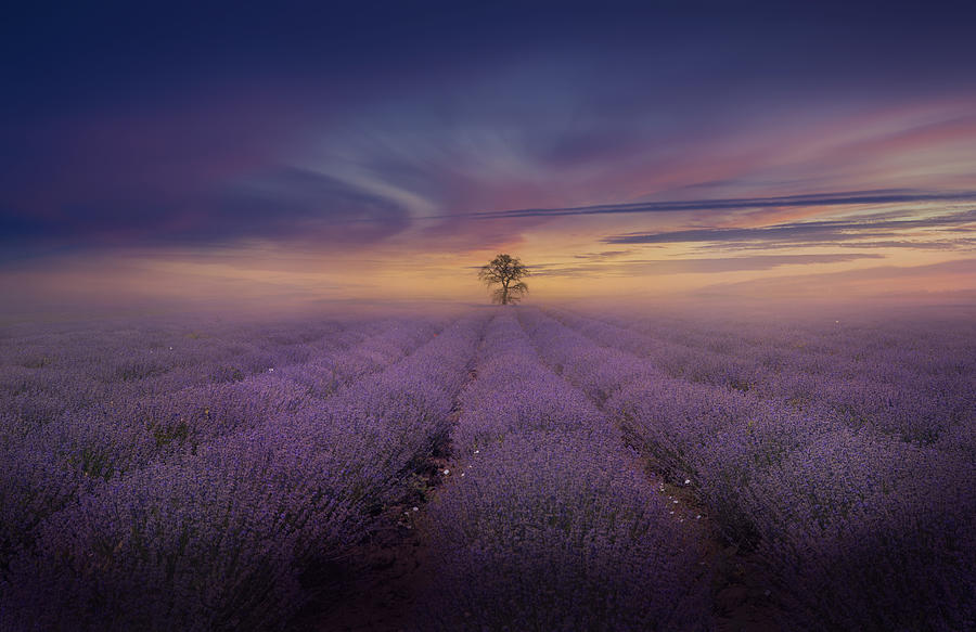 Misty Lavender Field Photograph by Nikki Georgieva V E G A N I K