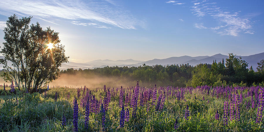 Misty Lupine Sunburst Photograph by White Mountain Images