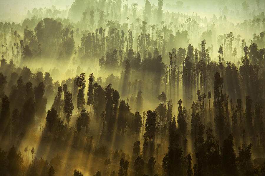 Tree Photograph - Misty Morning At Forested Area by Antony Ratcliffe