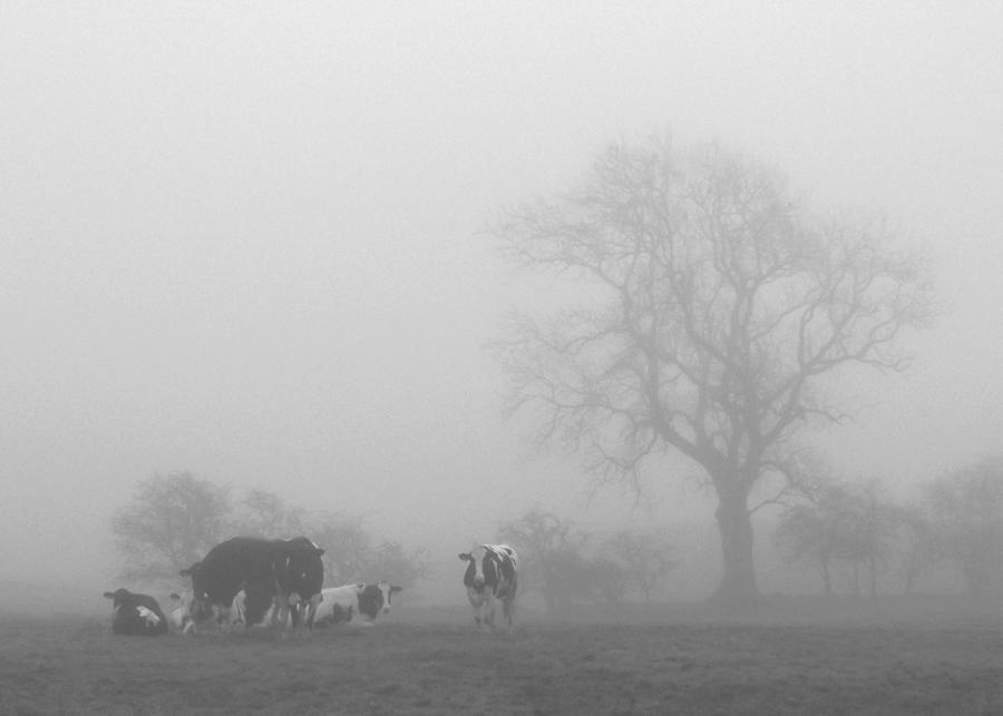 Misty morning cows Photograph by Justin Farrimond
