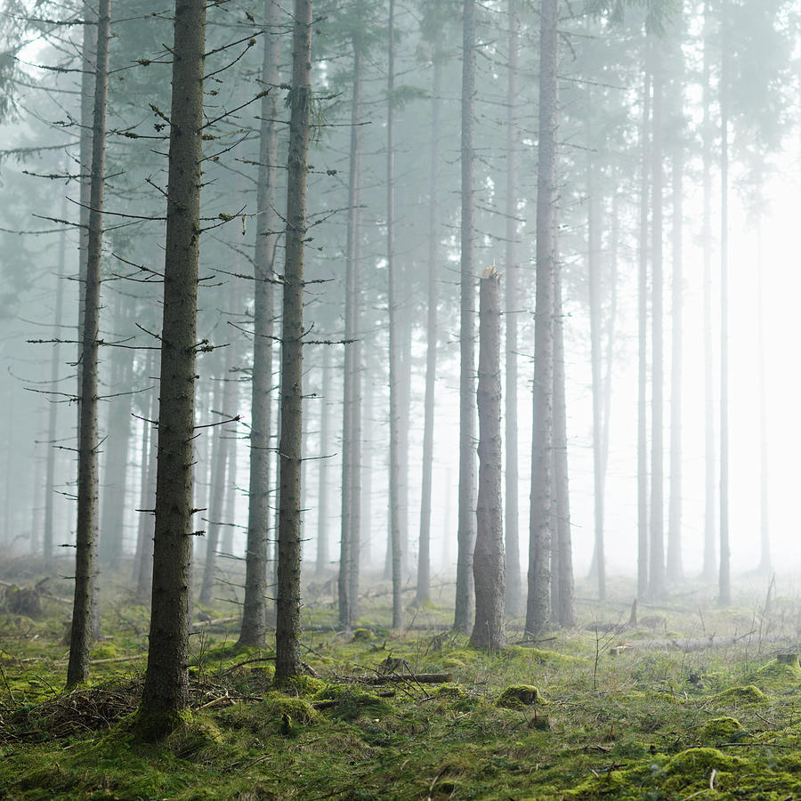 Misty Morning In Forest Photograph by Photo By Patric Ivan