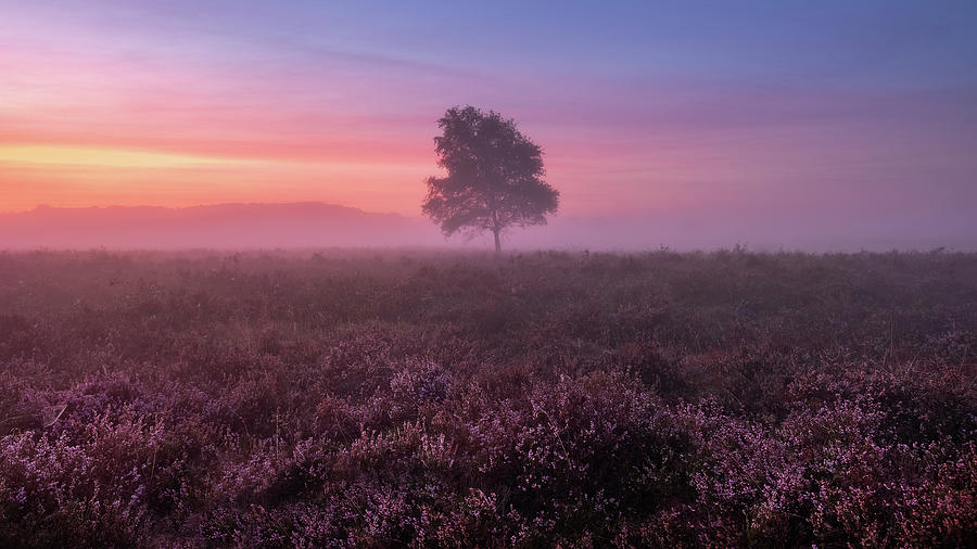Misty morning by Mario Visser Misty morning by Mario Visser