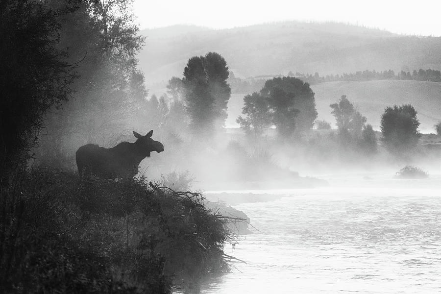 Misty Morning Moose Photograph by Mary Hone