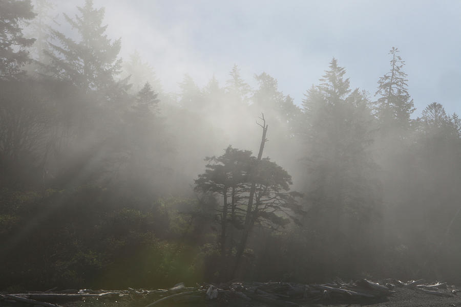 Misty Morning On Ruby Beach, Washington Photograph by Guy Crittenden