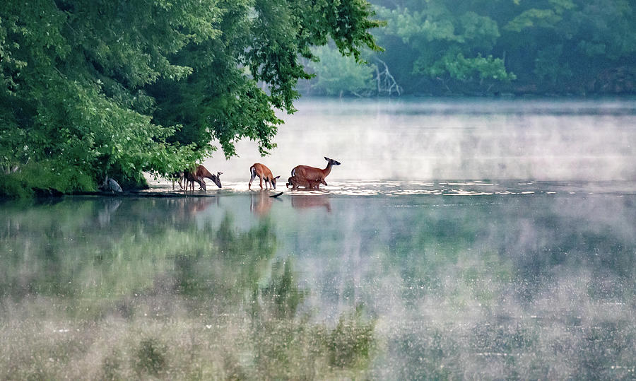 Misty Morning on the Lake Photograph by Marcy Wielfaert