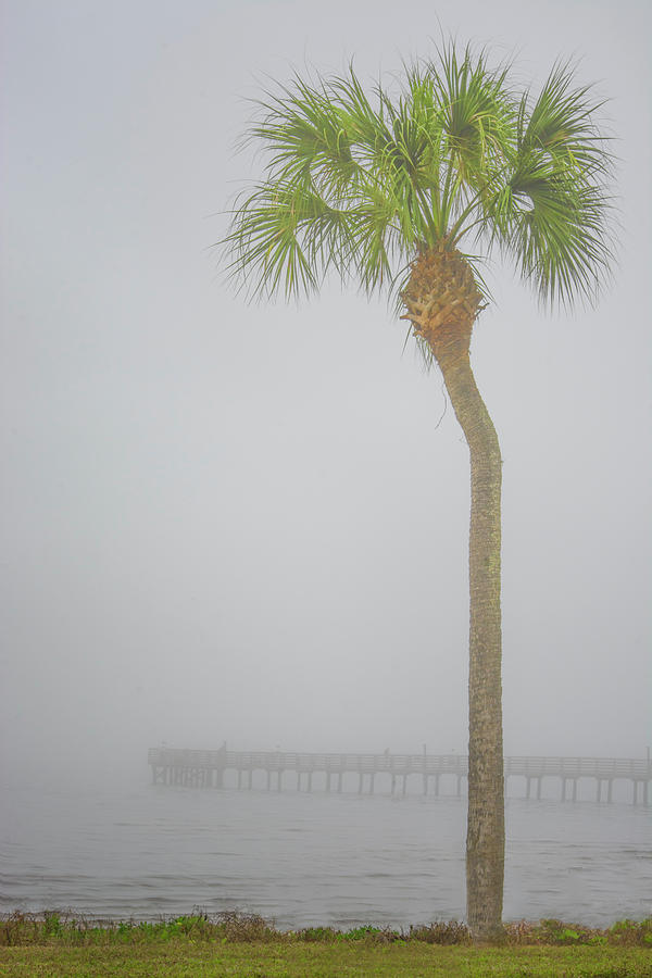 Misty Morning - Single Palm Photograph by Mitch Spence