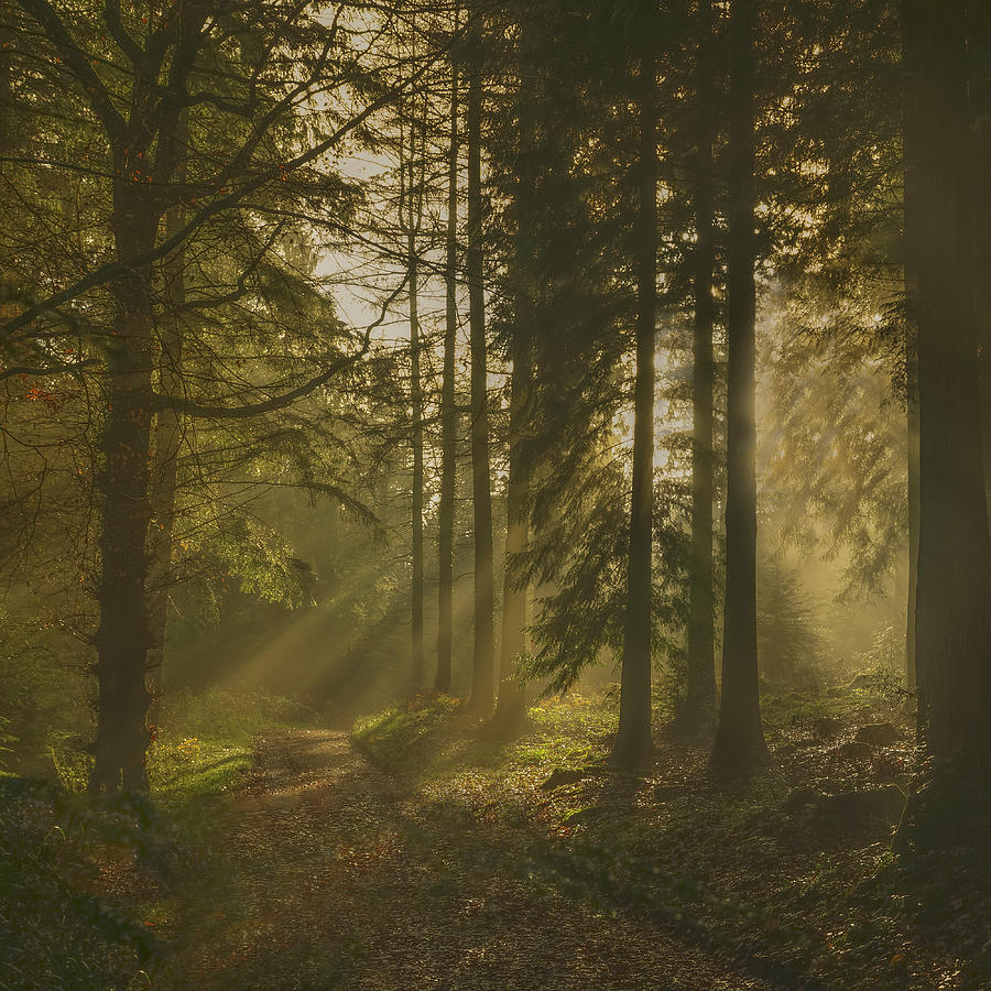 Misty Morning Sun Rays at Stourhead 2 Photograph by Frank Etchells ...