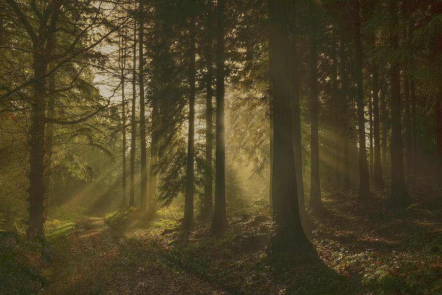 Misty Morning Sun Rays at Stourhead Photograph by Frank Etchells - Fine ...