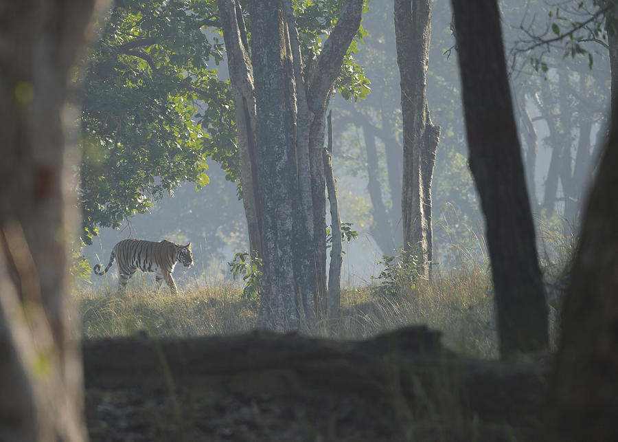 Misty Morning Photograph by Sunil Manikkath