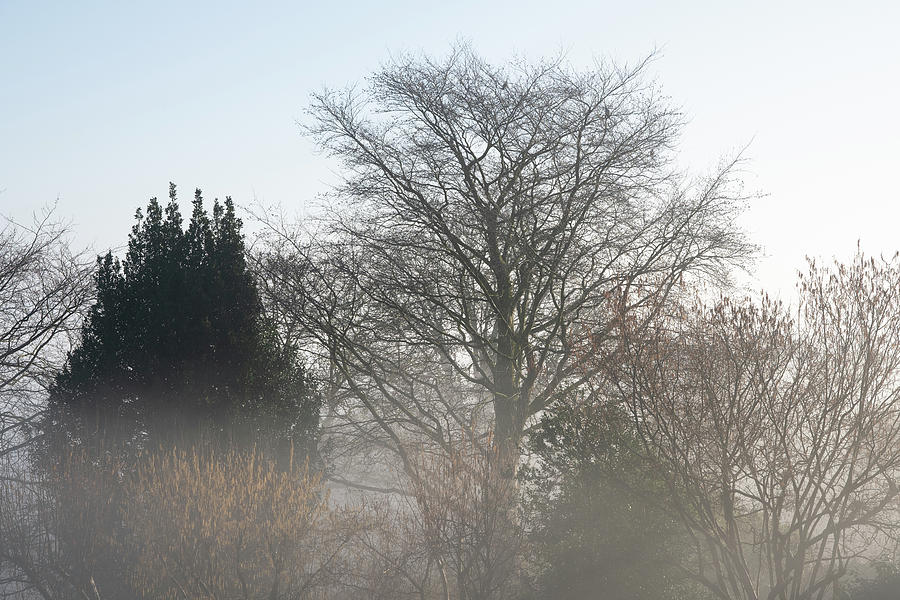 Misty Morning Trees Photograph by Mark Hunter