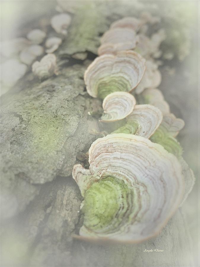 Misty Mushrooms Photograph by Angela Davies