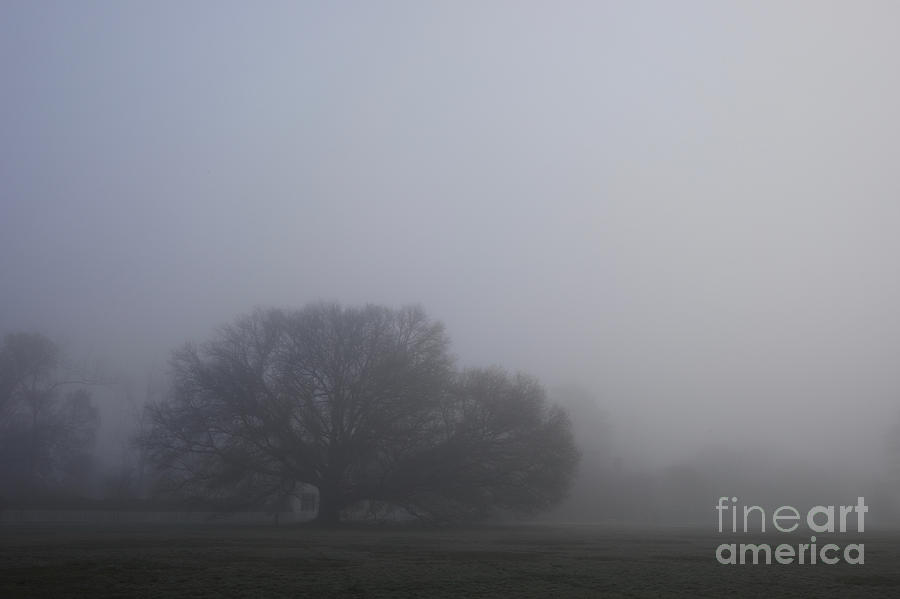 Misty Oak Tree Photograph by Rachel Morrison