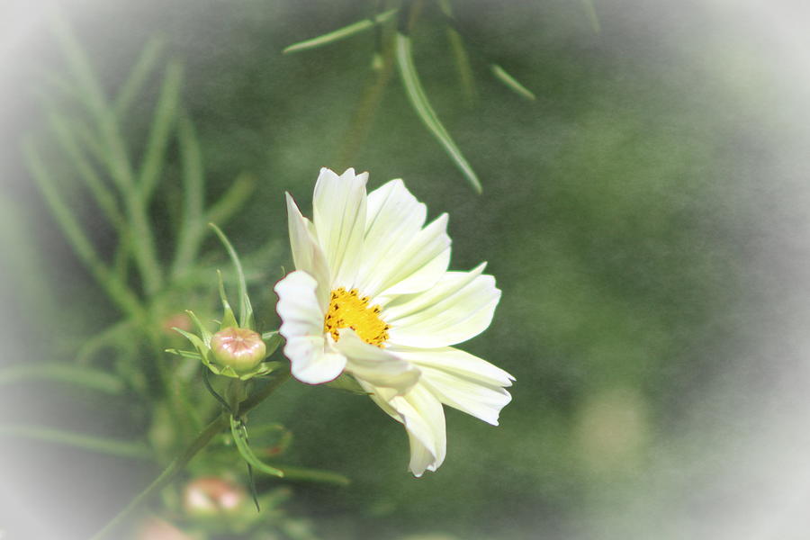 Flower Photograph - Misty Pearl Cosmos by Colleen Cornelius