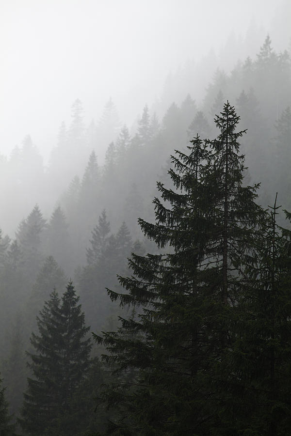 pine tree background