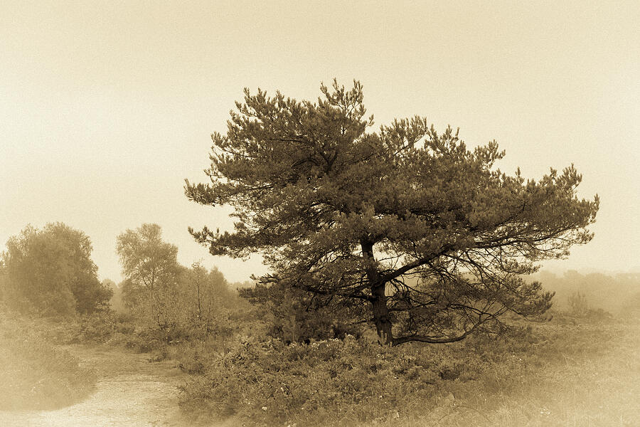 Misty Pine  Photograph by Tanya C Smith