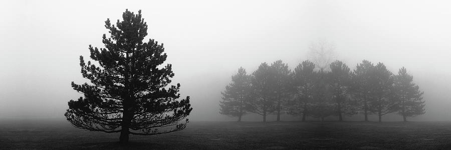 Tree Mixed Media - Misty Pines by Erin Clark