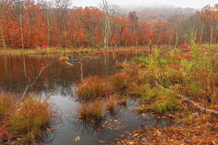 Fall Photograph - Misty Rainy Autumn Wetlands by Angelo Marcialis