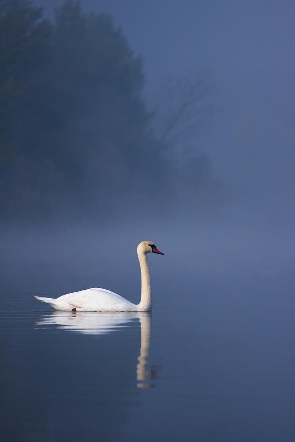 Swan Photograph - Misty river swan 2 by Davor Zerjav