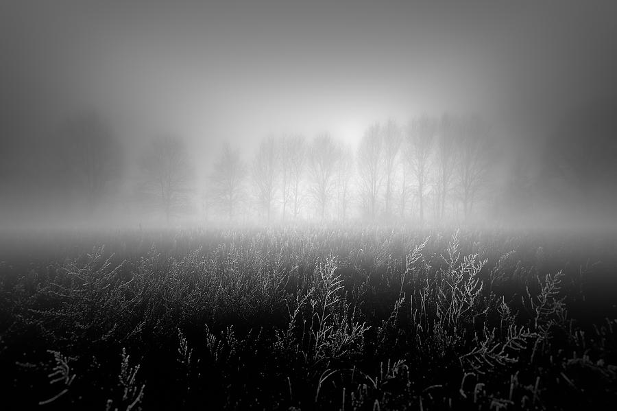 Misty Row Photograph by Marc Huybrighs
