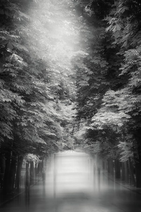 Misty Stroll Retiro Park Madrid Black and White Photograph by Carol Japp