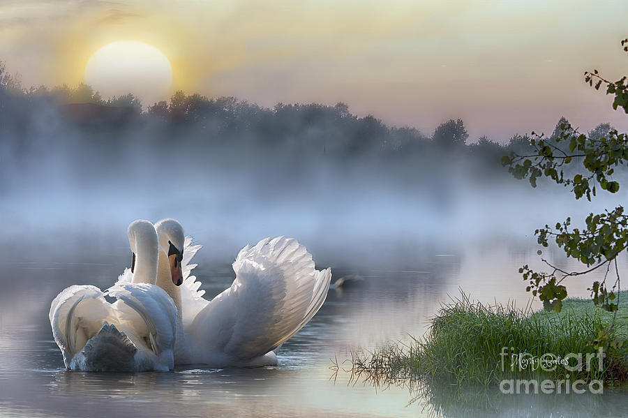 Misty Swan Lake by Morag Bates Misty Swan Lake by Morag Bates