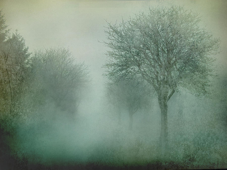 Misty Textured Trees Digital Art by Terry Davis