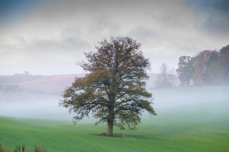 Misty Tree Photograph by Mark Hunter