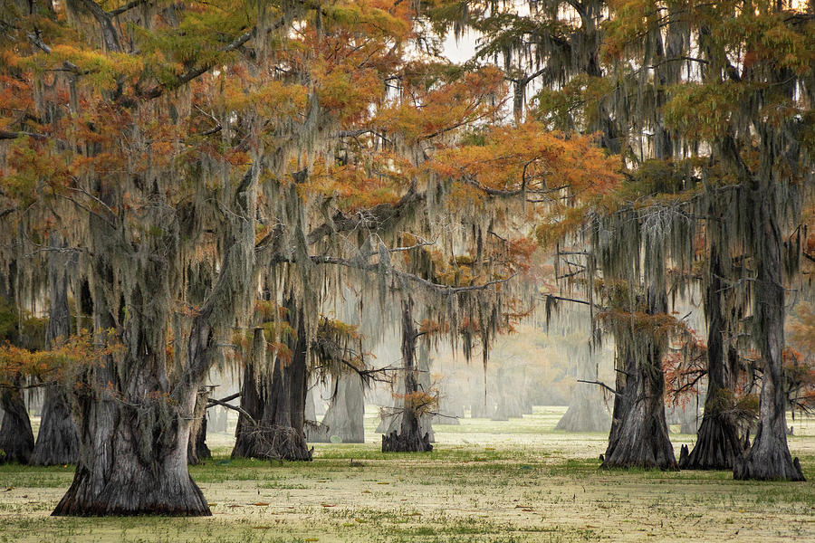 Misty view in the swamps of Caddo Lake, Texas Photograph by Martin Podt