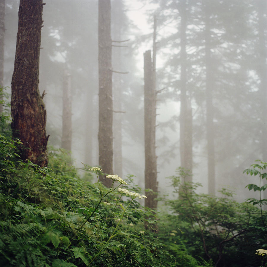 Misty Woods Photograph by Danielle D. Hughson