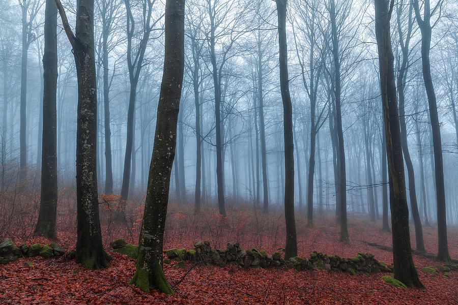Tree Photograph - Misty Woods by Gustav Davidsson