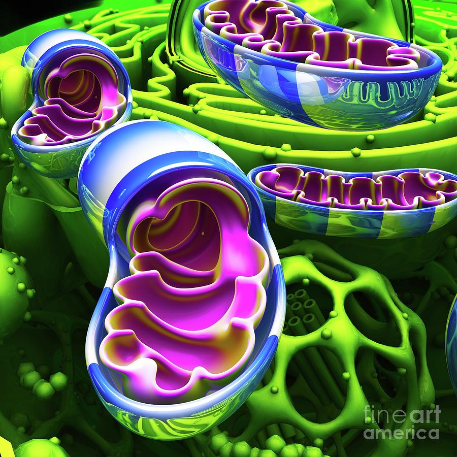 Mitochondria by Ella Maru Studio / Science Photo Library